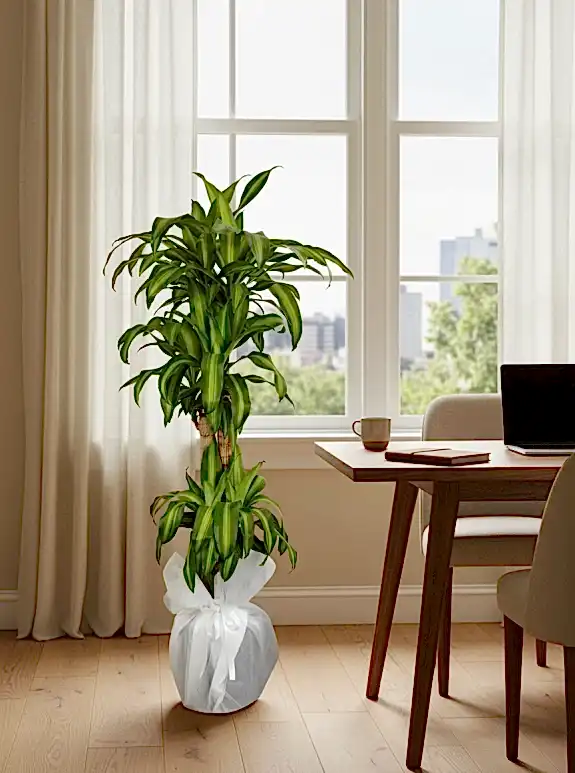 3'Lü Büyük Yucca Çiçeği