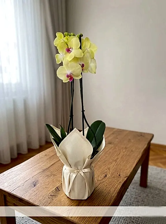 Çift Dal Sarı İthal Orkide