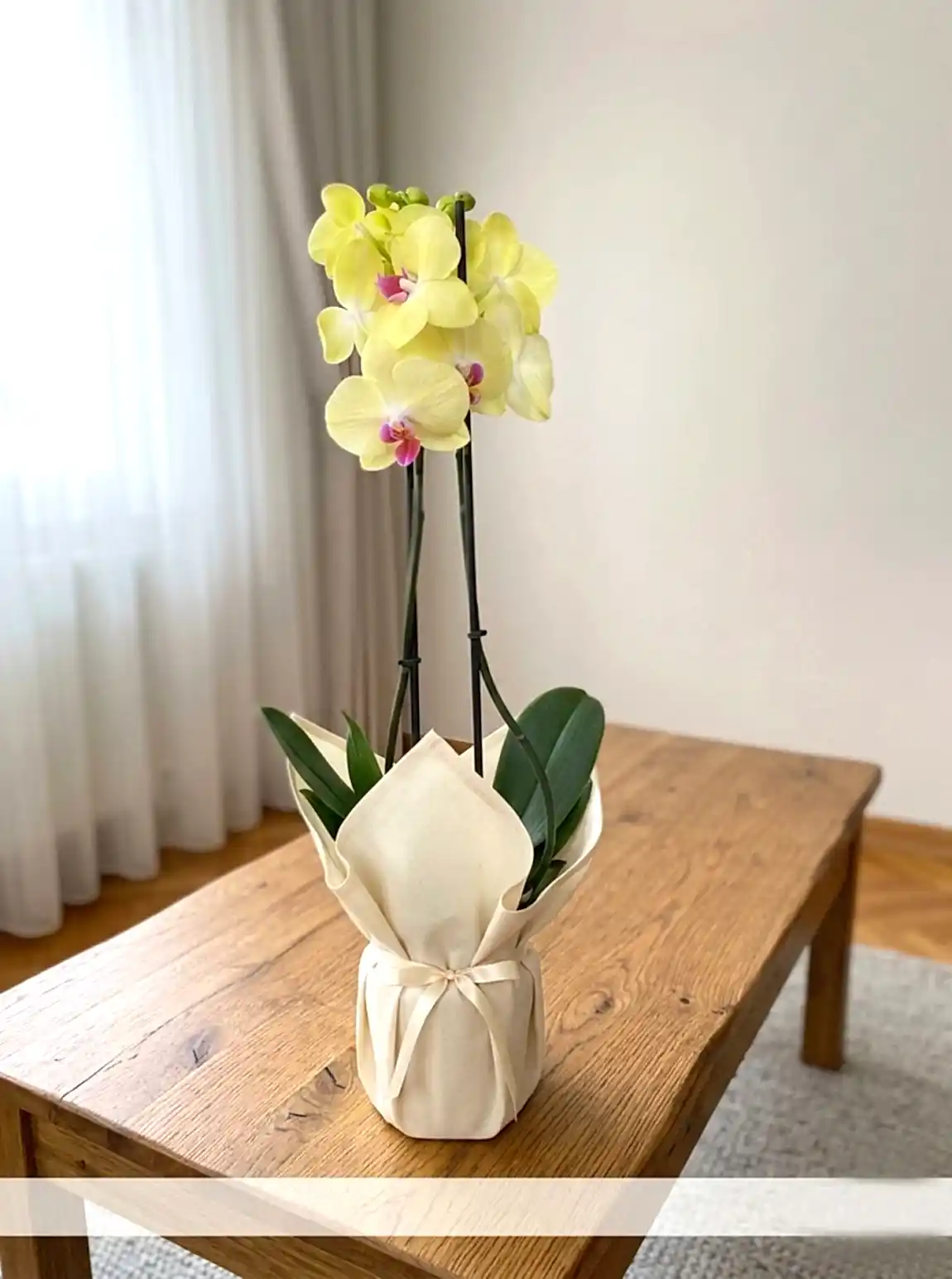 Çift Dal Sarı İthal Orkide