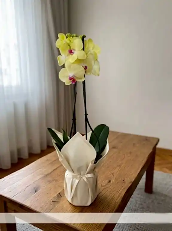 Çift Dal Sarı İthal Orkide